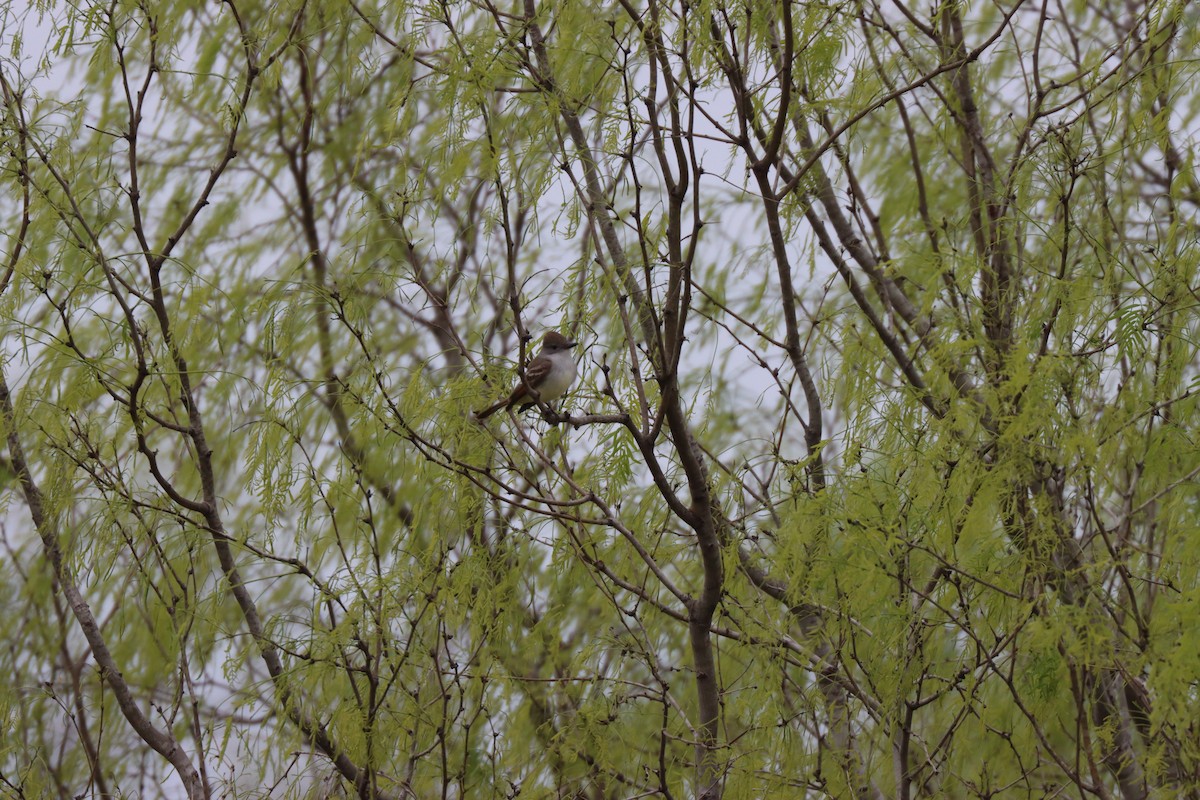 Ash-throated Flycatcher - Michelle Cano 🦜