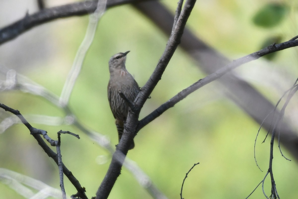 Brown Treecreeper - ML615896510