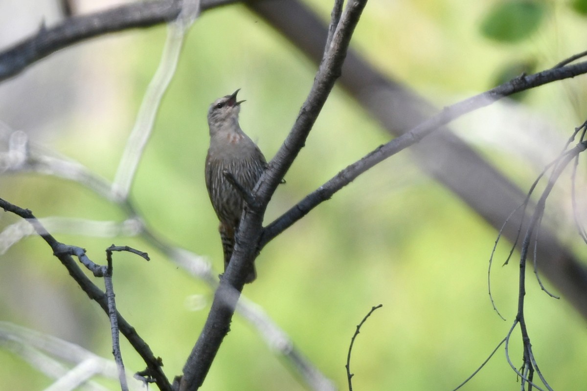 Brown Treecreeper - ML615896511