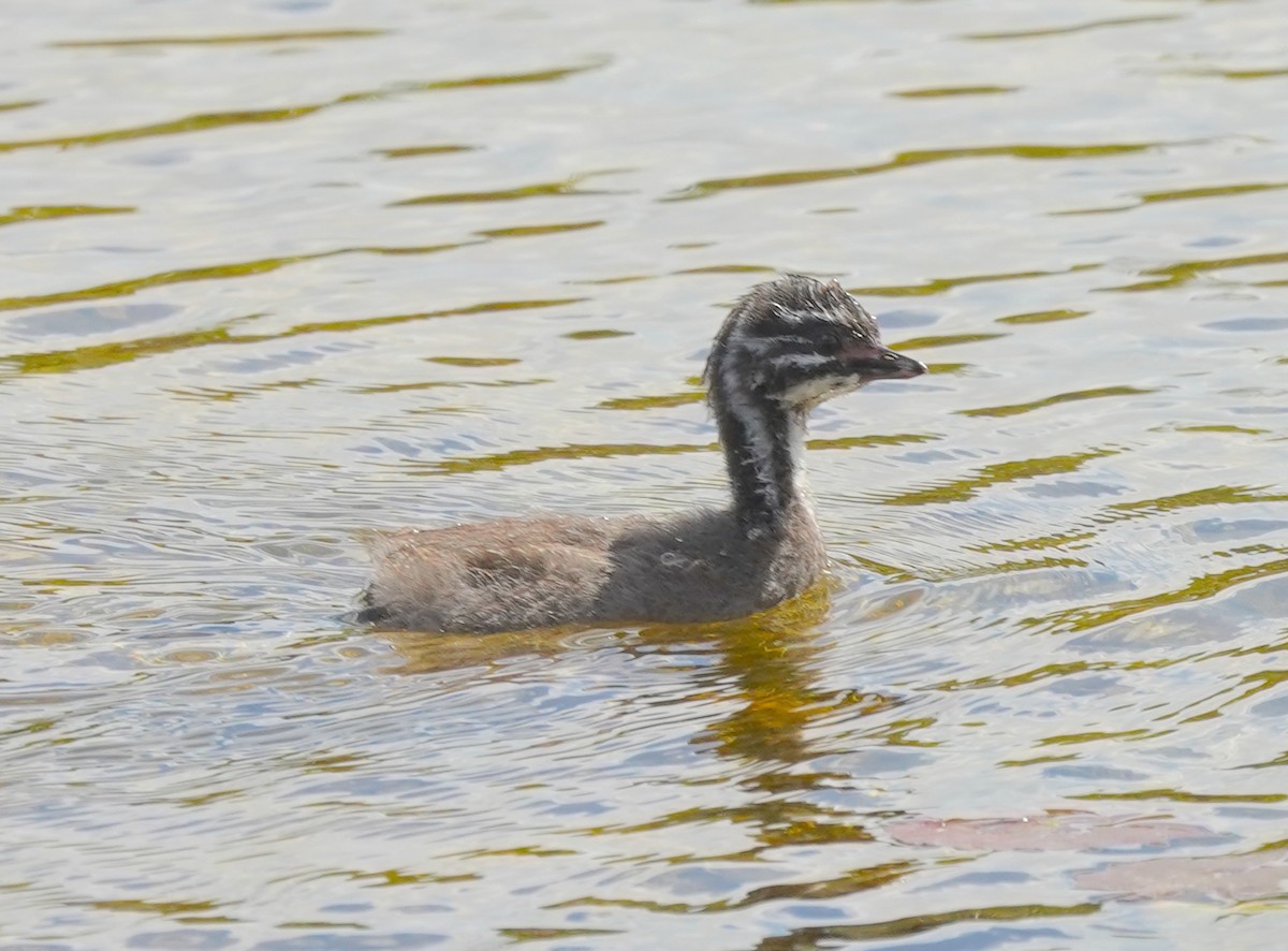 Least Grebe - ML615896518