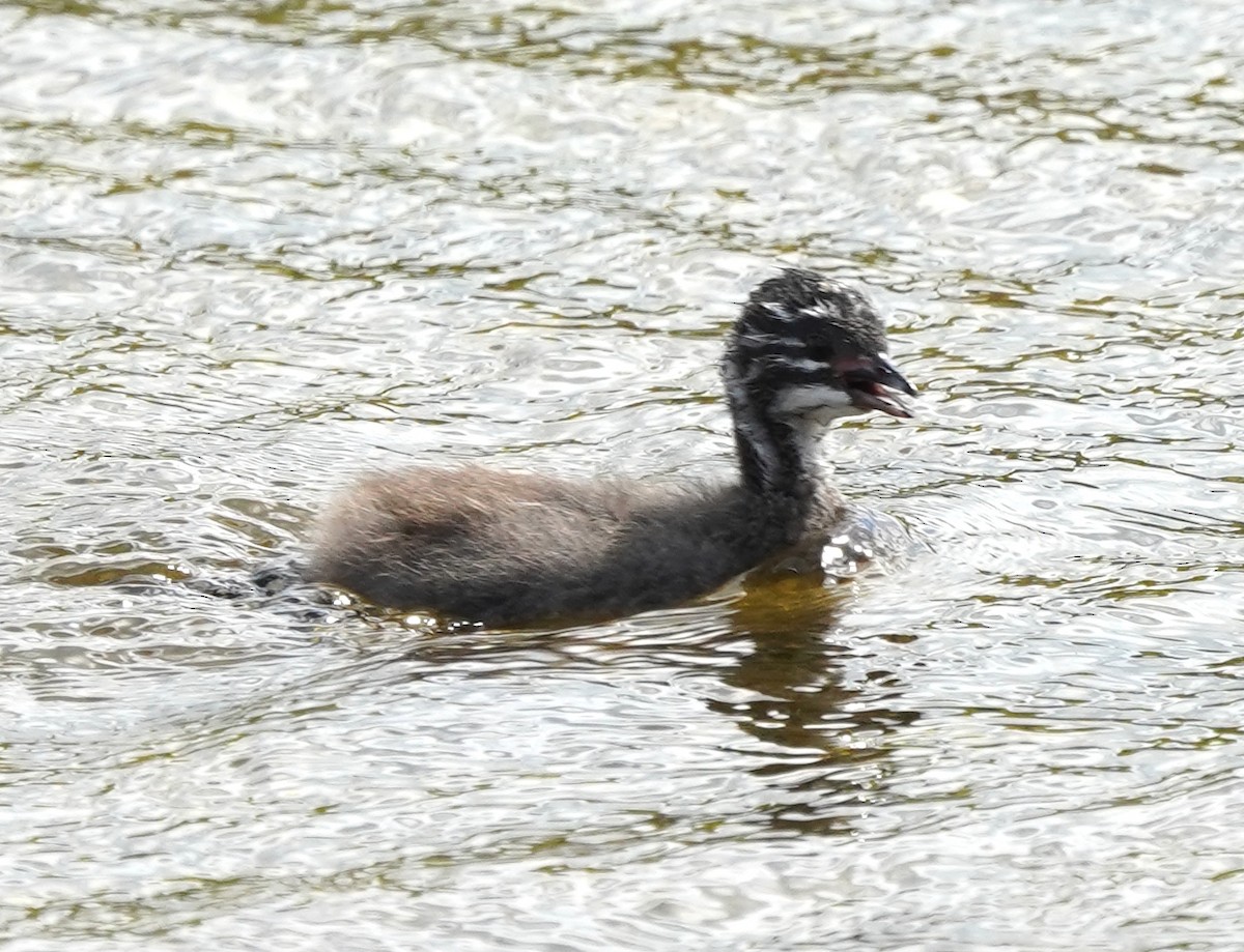 Least Grebe - ML615896519