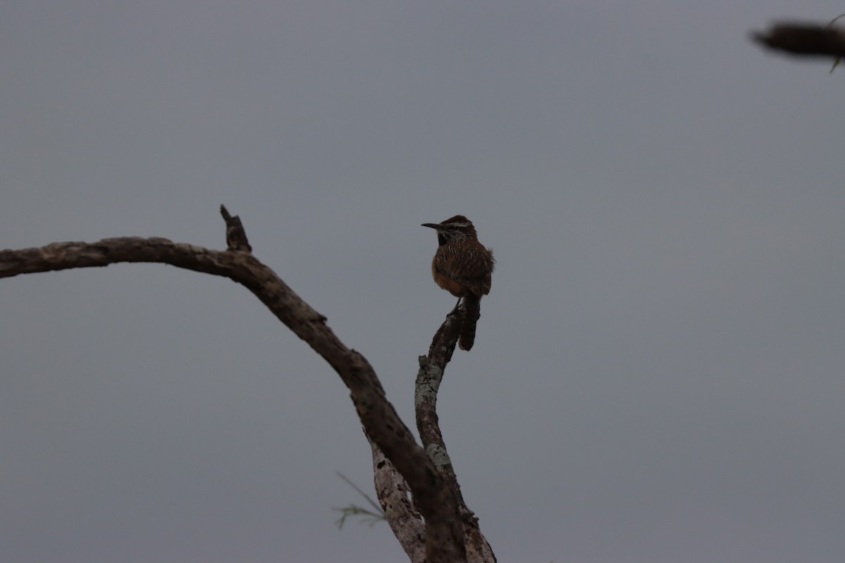 Cactus Wren - ML615896563