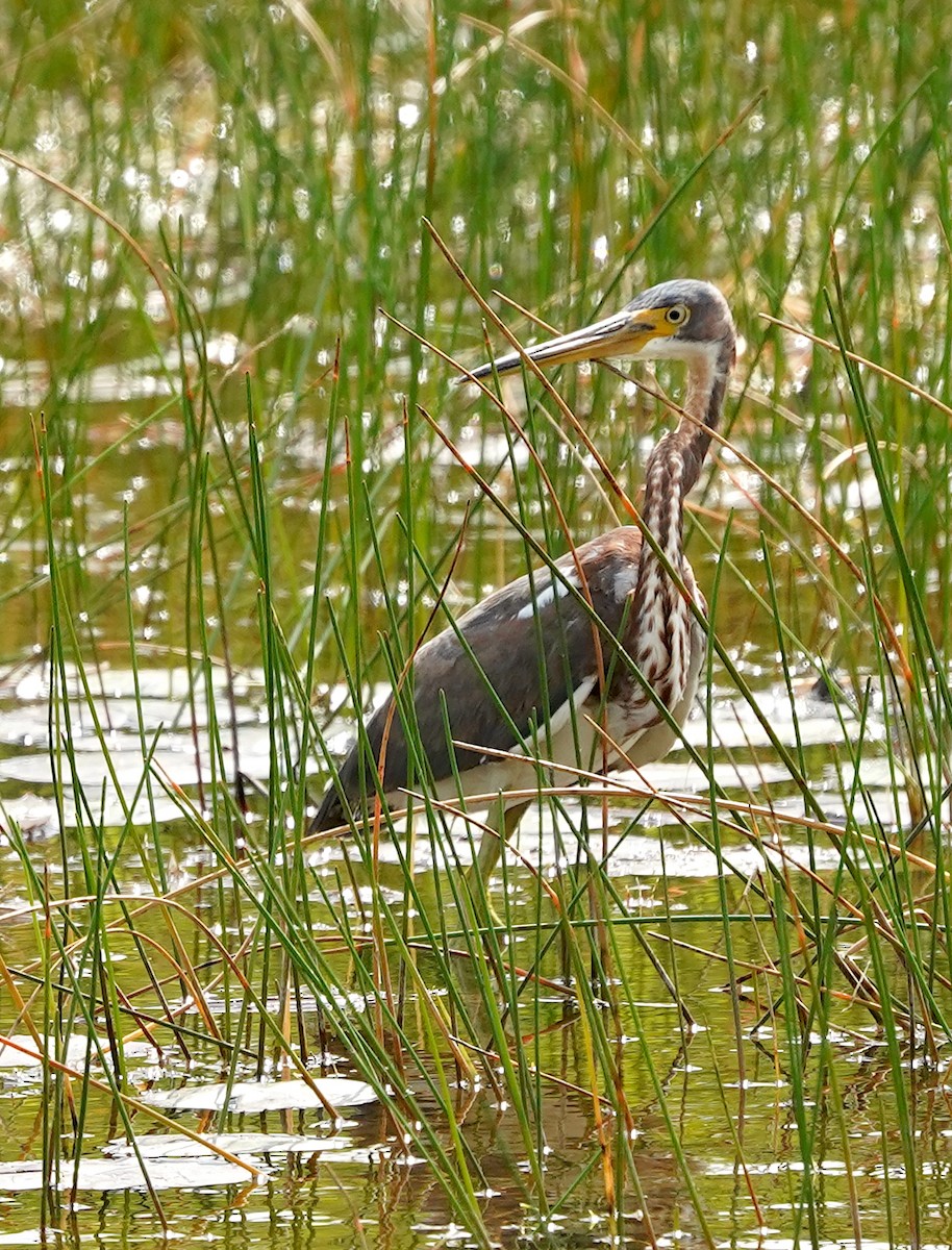 Tricolored Heron - Toni Anthony