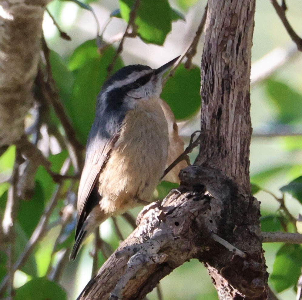 Red-breasted Nuthatch - Diane Etchison