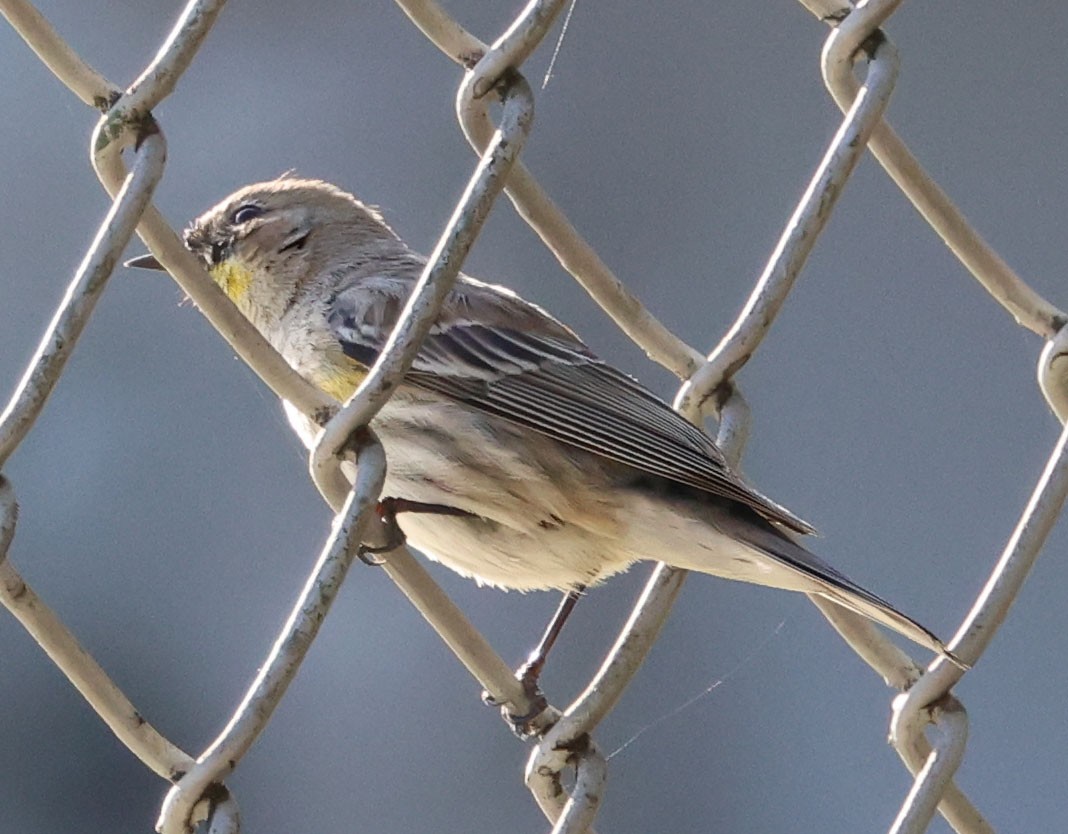 Yellow-rumped Warbler - ML615896627