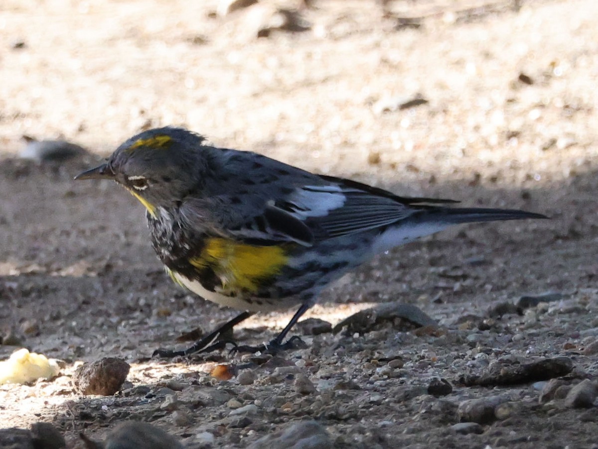 Yellow-rumped Warbler - ML615896628