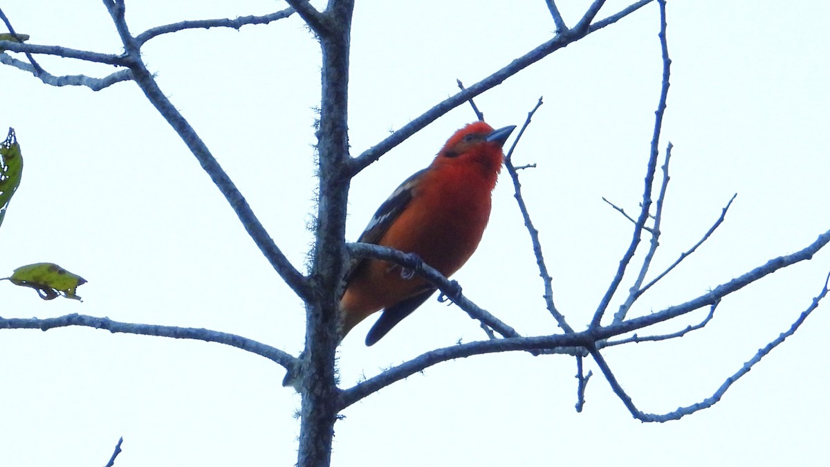 Flame-colored Tanager - ML615896661