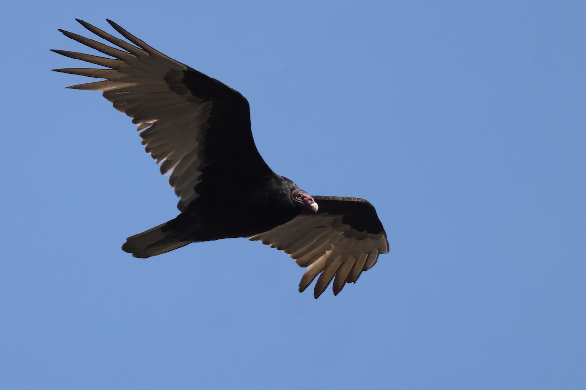 Turkey Vulture - Tim Lenz