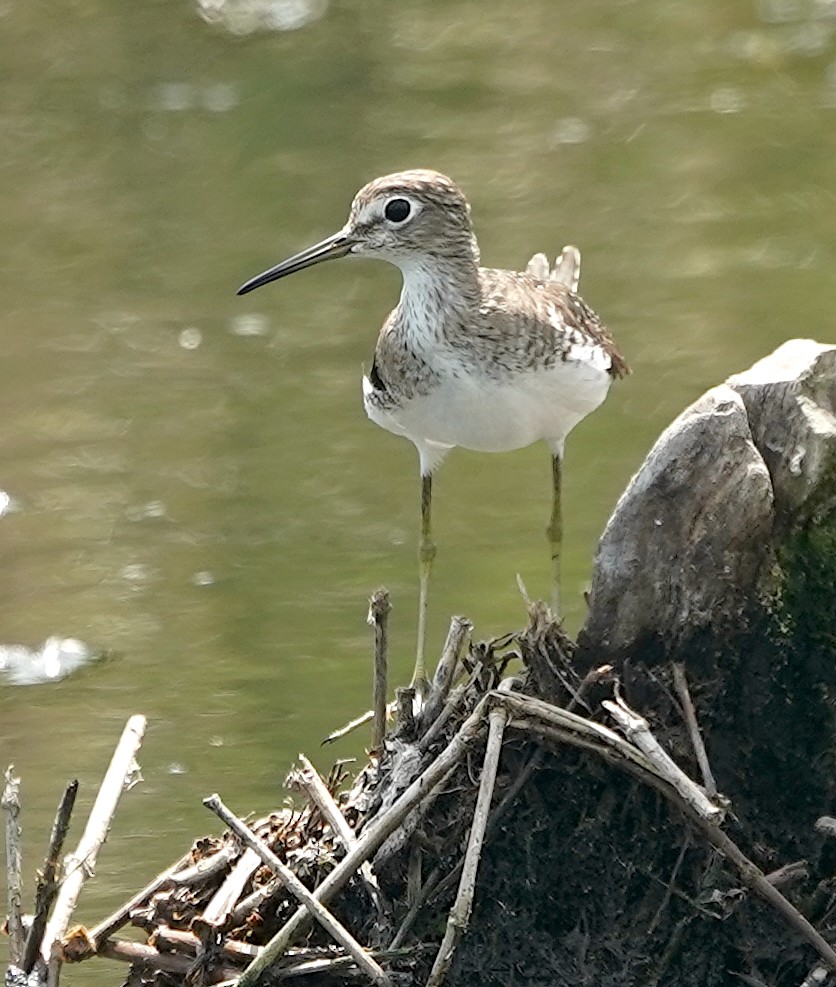 Solitary Sandpiper - ML615896696