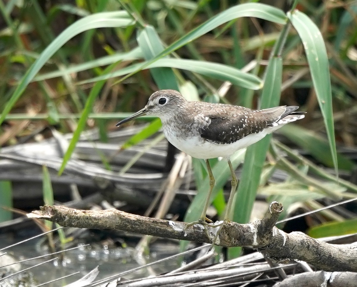 Solitary Sandpiper - Toni Anthony