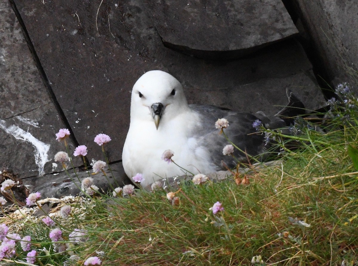 Northern Fulmar - ML615896781