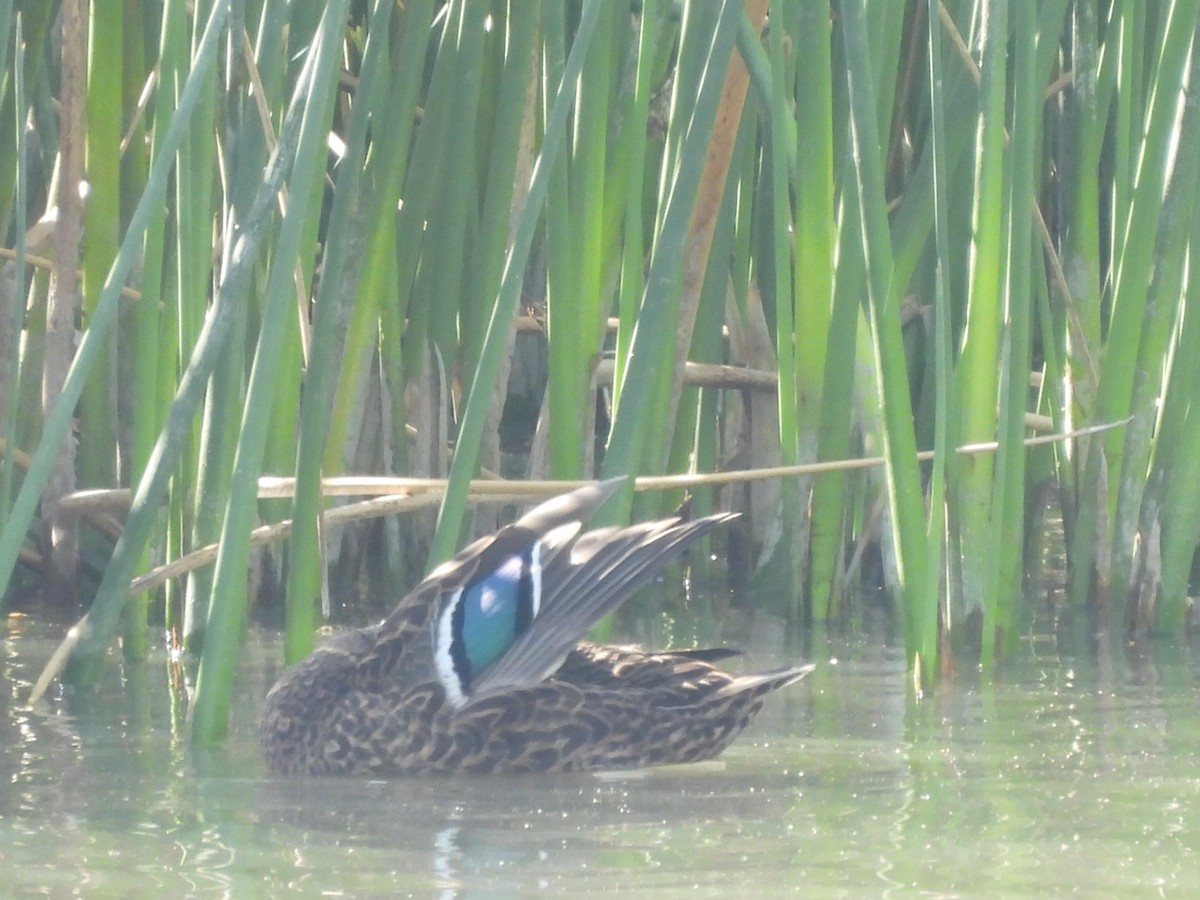 Mexican Duck - ML615896814