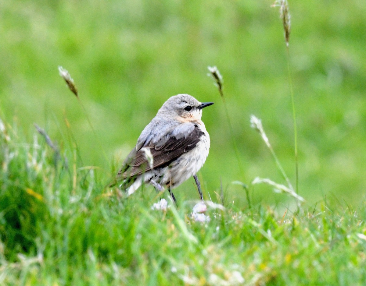 Northern Wheatear - Win Ahrens