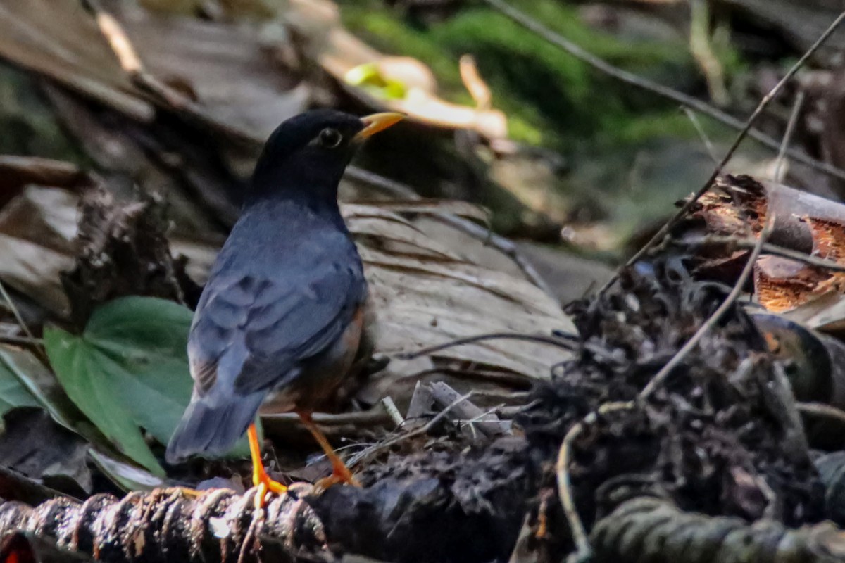 Black-breasted Thrush - ML615896835