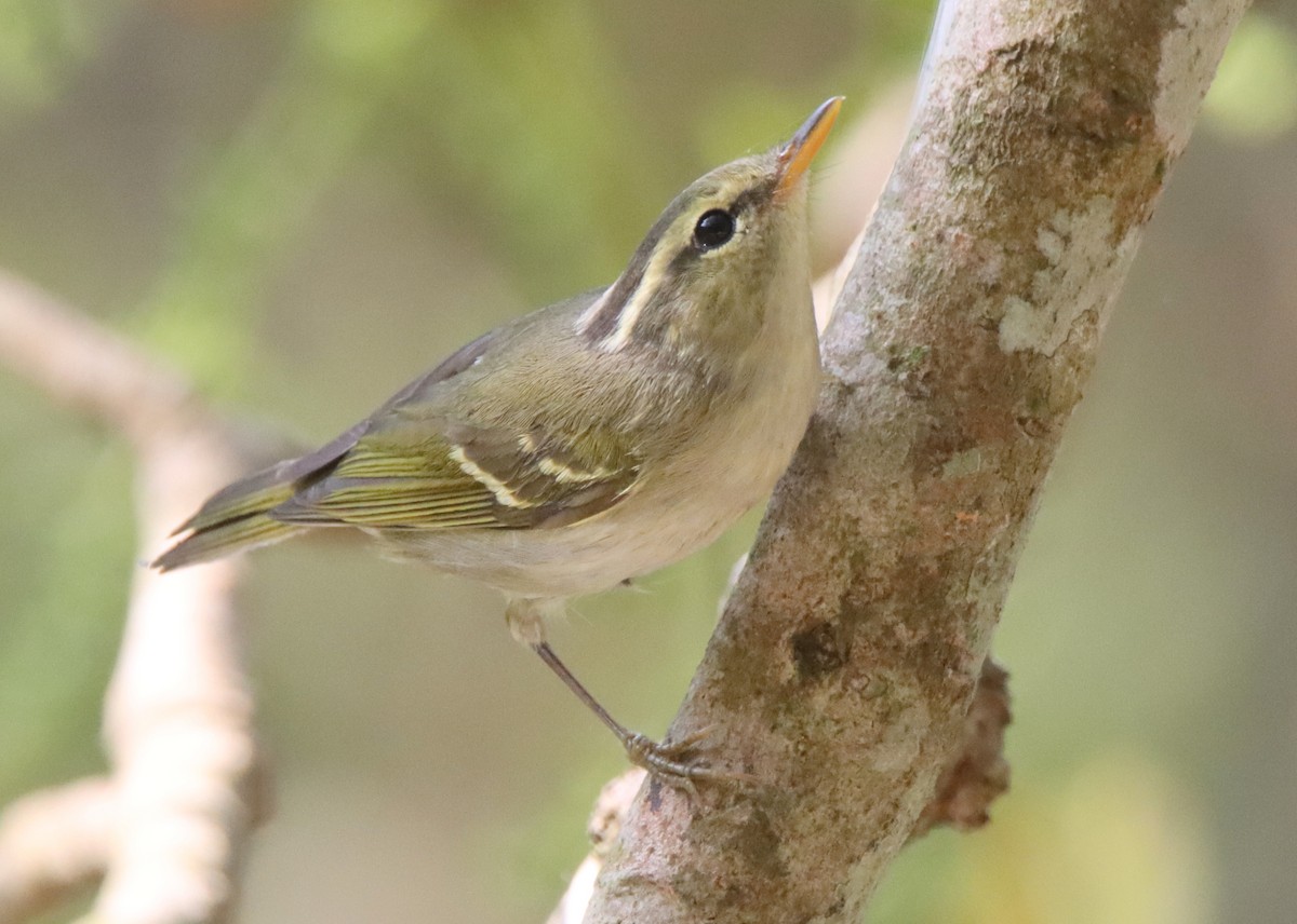 Blyth's Leaf Warbler - ML615896842