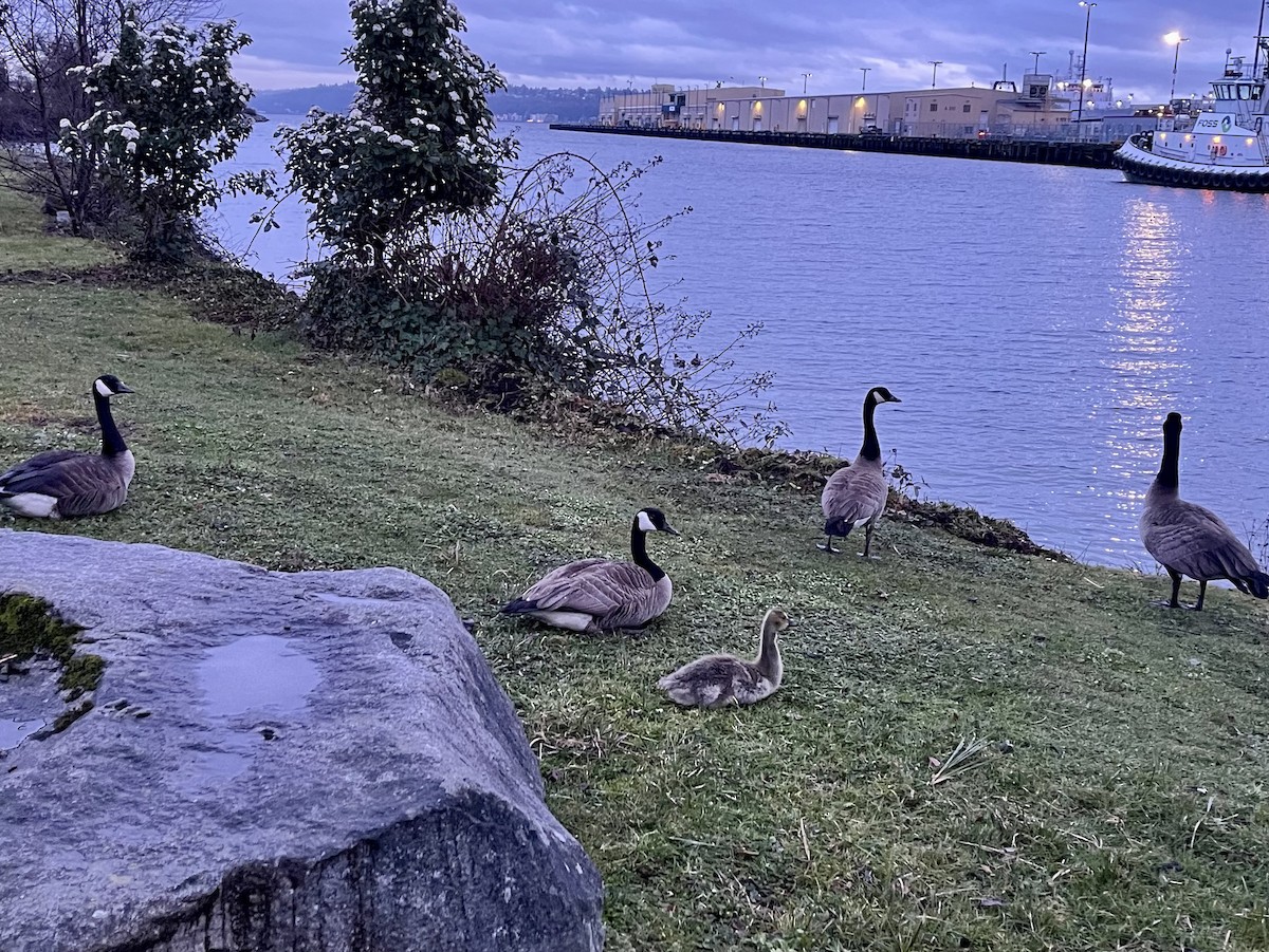 Canada Goose - ML615896885