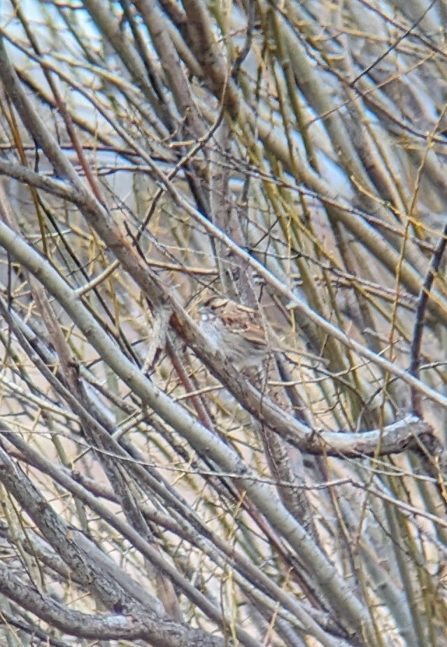 White-throated Sparrow - ML615896937