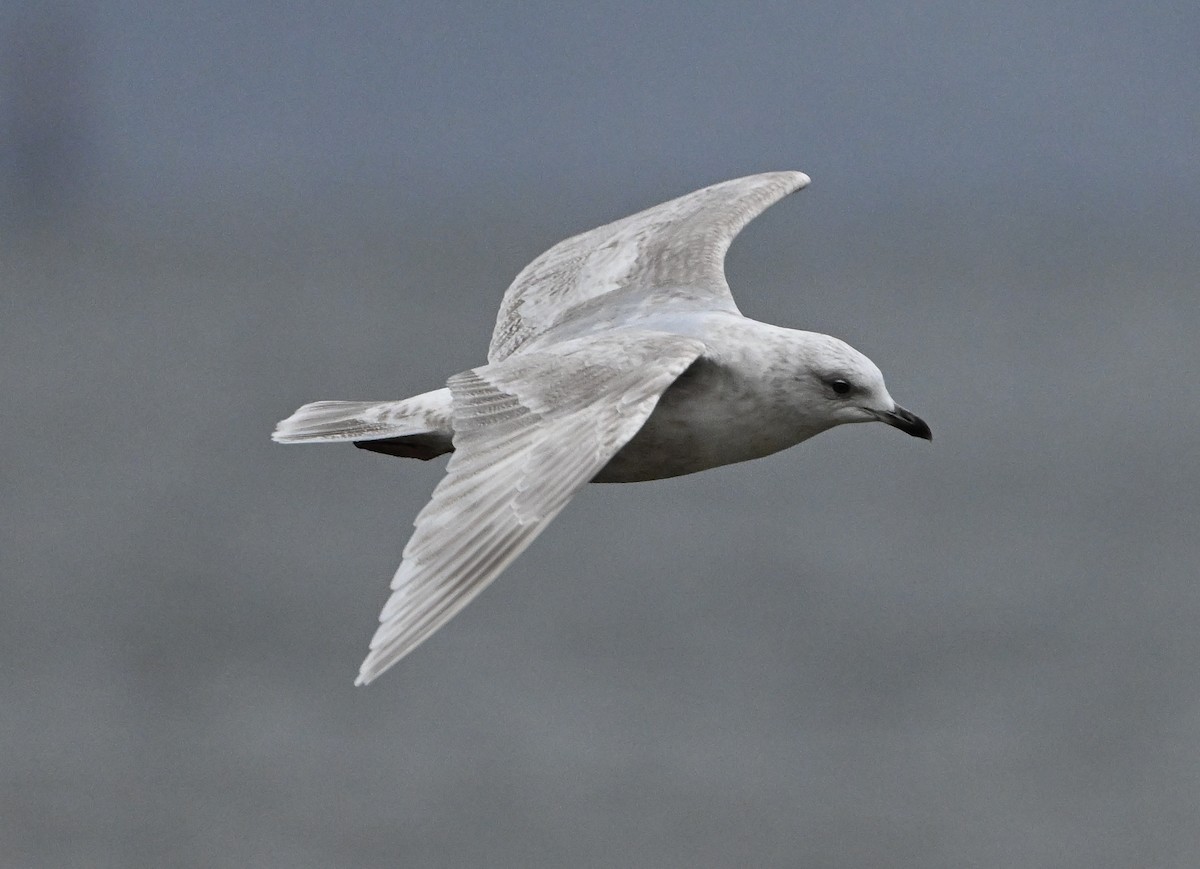 Iceland Gull - ML615896979