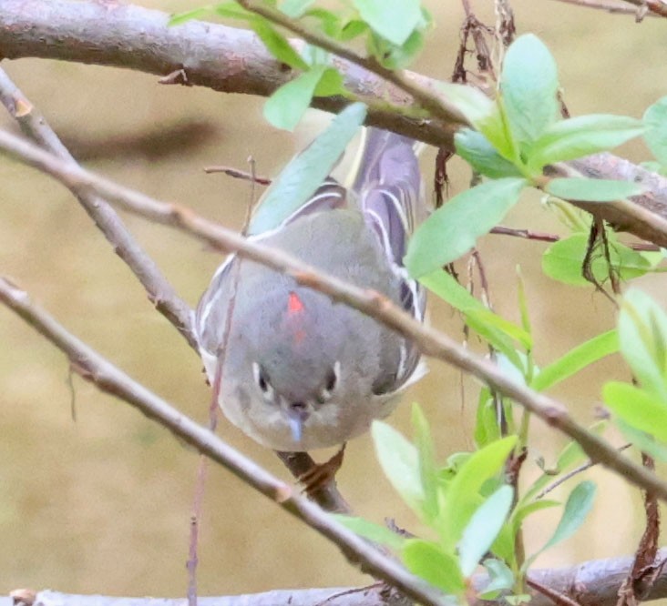 Roitelet à couronne rubis - ML615897007