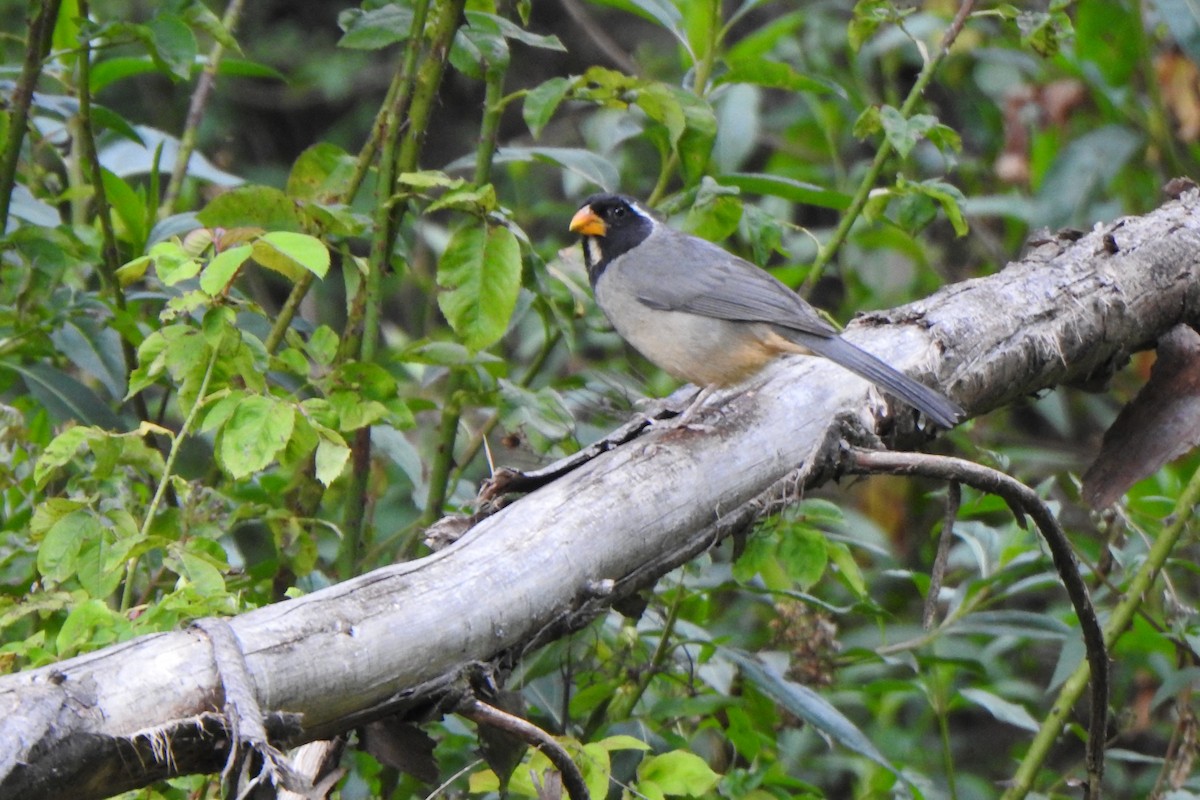 Golden-billed Saltator - ML615897038