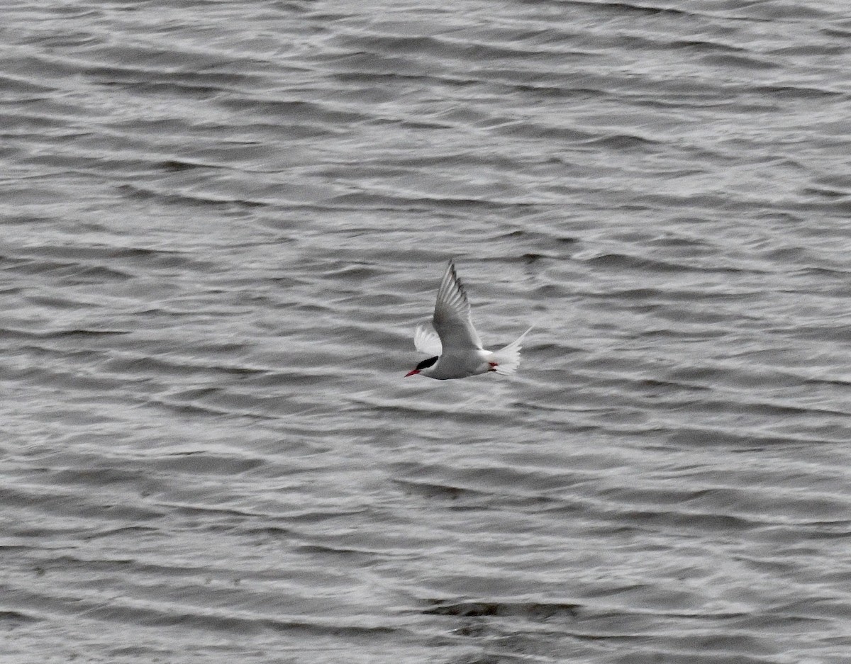 Arctic Tern - ML615897106