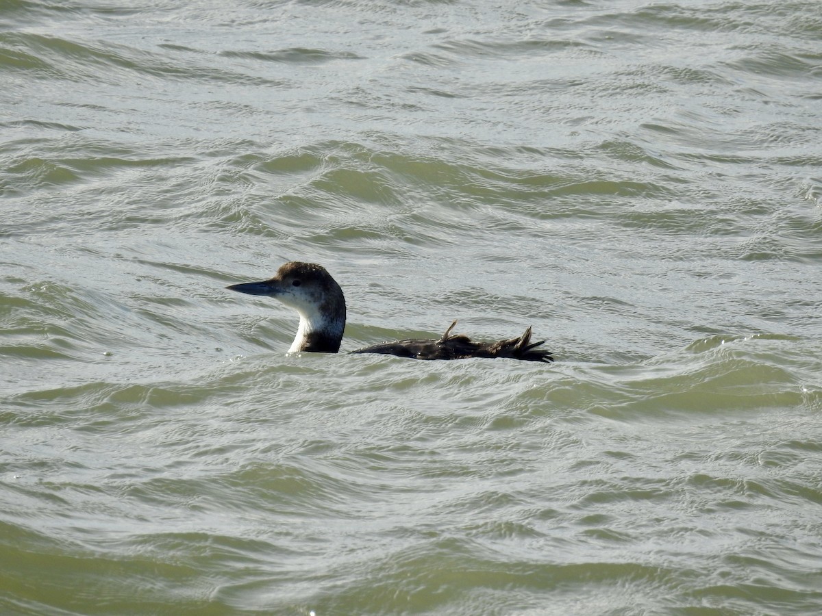 Common Loon - ML615897118