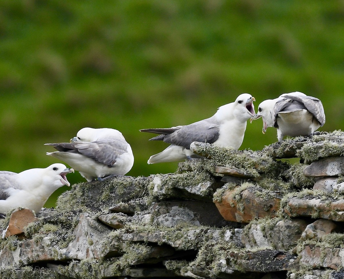 Fulmar Boreal - ML615897127