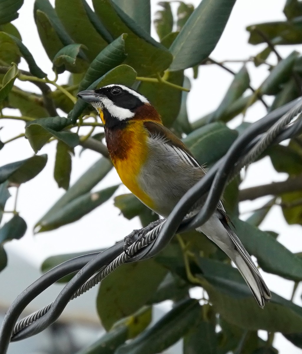 Western Spindalis (Cozumel I.) - Toni Anthony