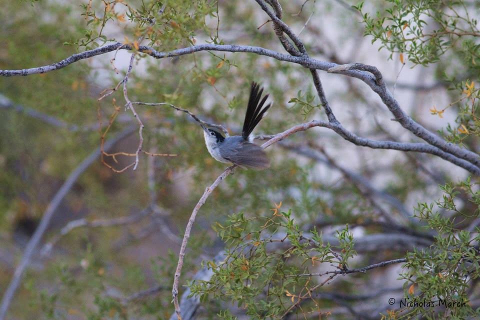 Black-tailed Gnatcatcher - ML615897216