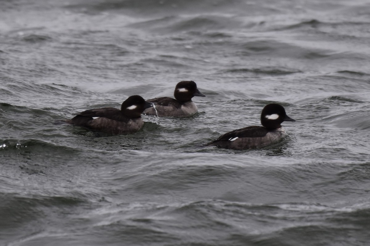 Bufflehead - ML615897245