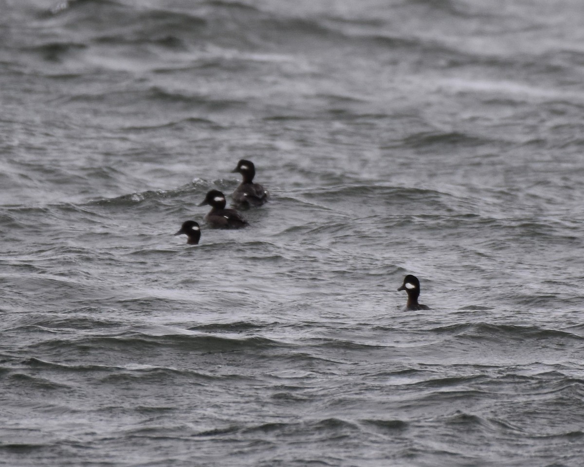 Bufflehead - ML615897326