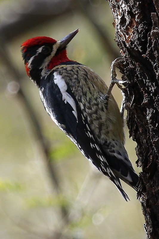 Red-naped Sapsucker - ML615897365