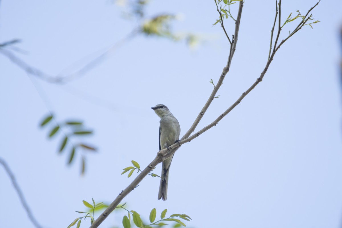 Fahlbürzel-Mennigvogel - ML615897455