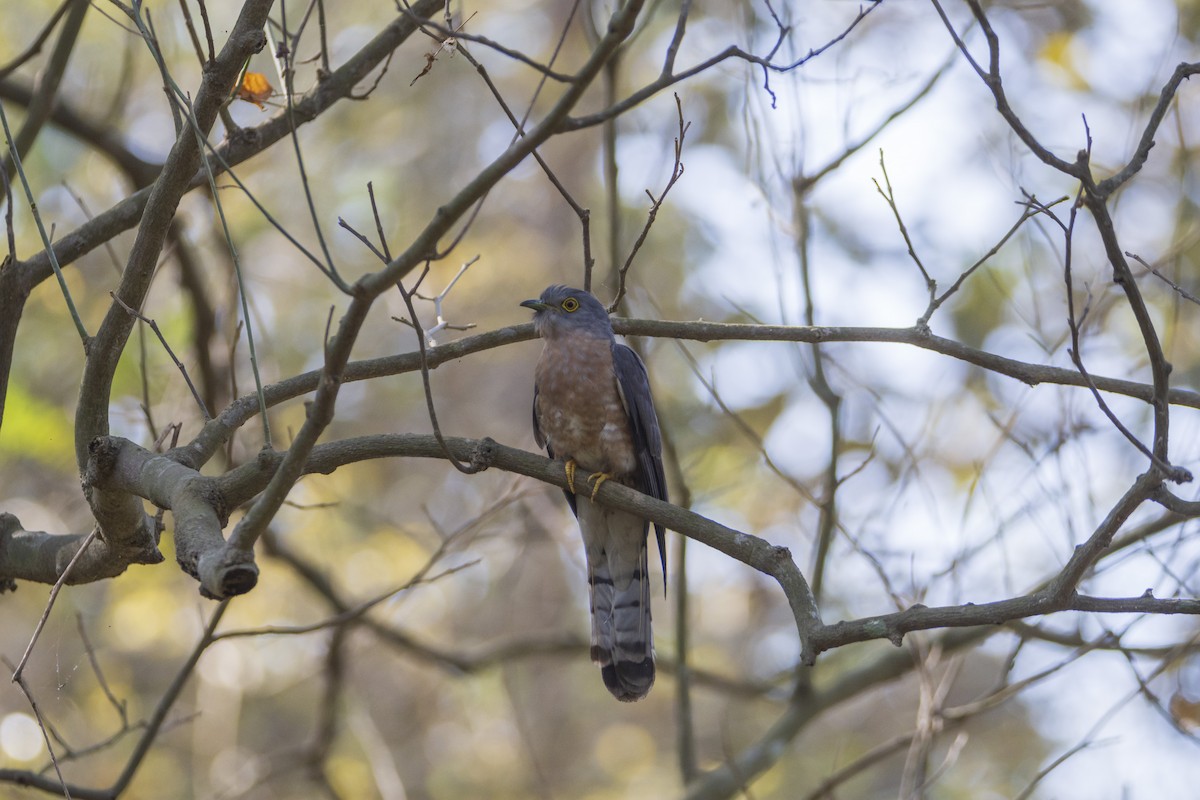 Common Hawk-Cuckoo - ML615897498