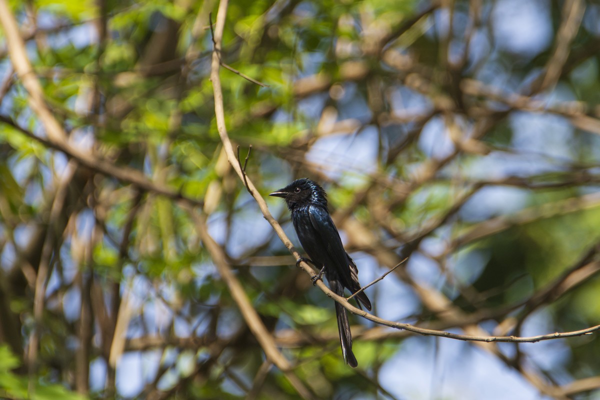 Drongo Bronceado - ML615897569