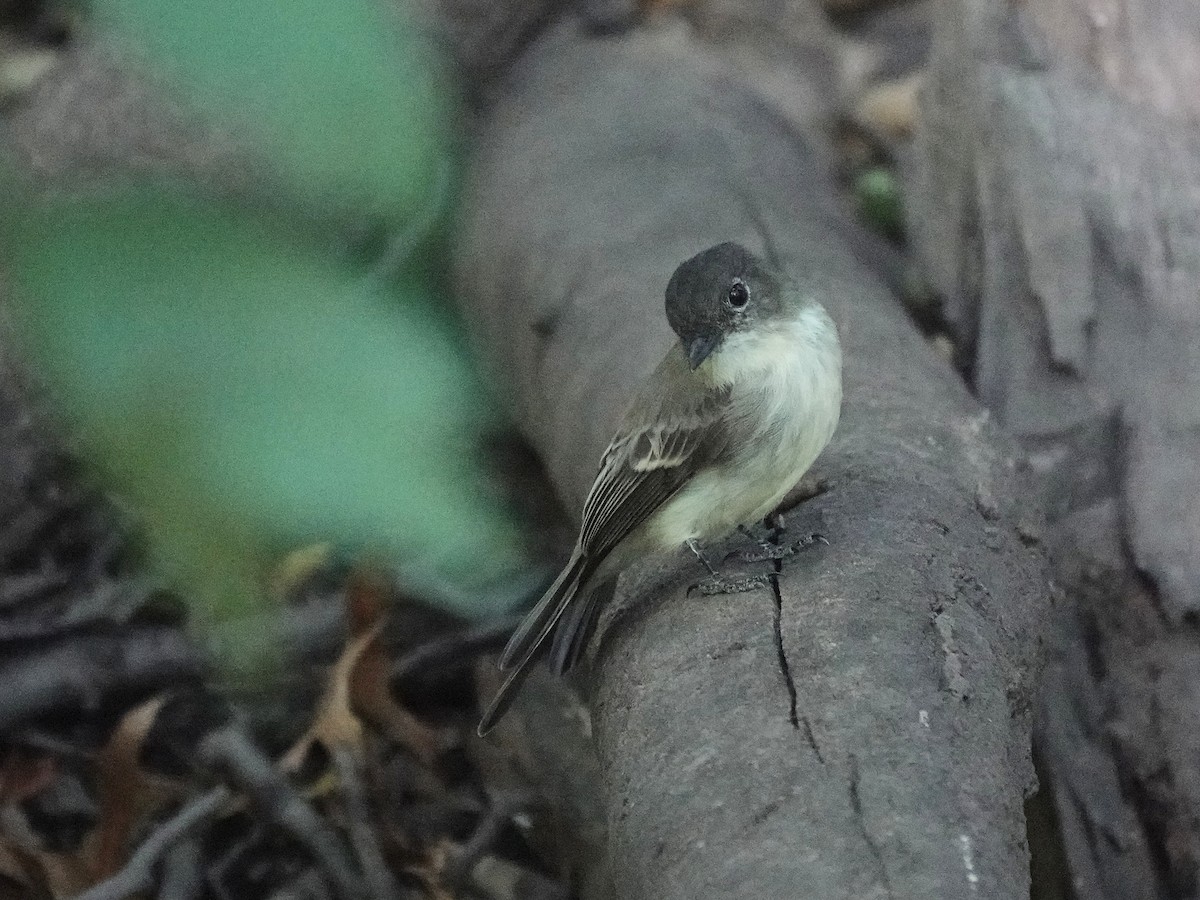 Eastern Phoebe - ML615897583