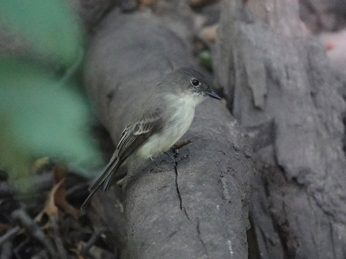 Eastern Phoebe - ML615897585