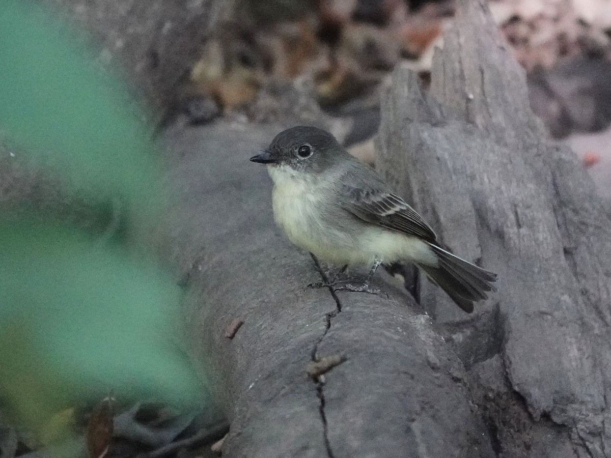 Eastern Phoebe - ML615897586