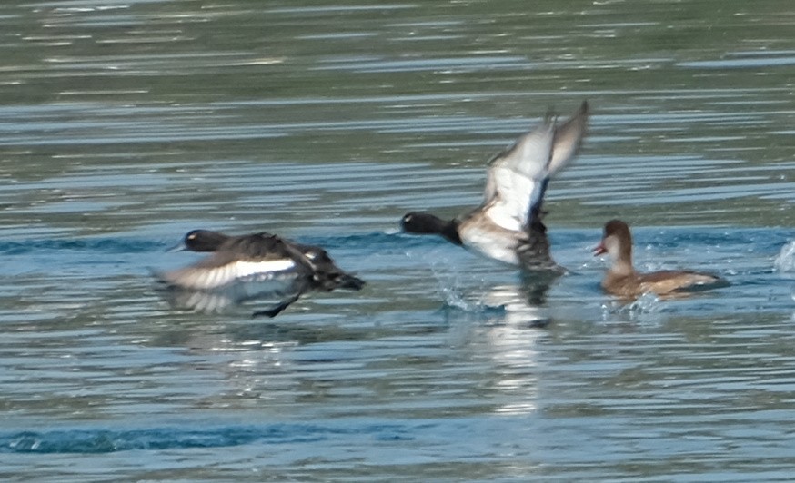 Tufted Duck - ML615897596