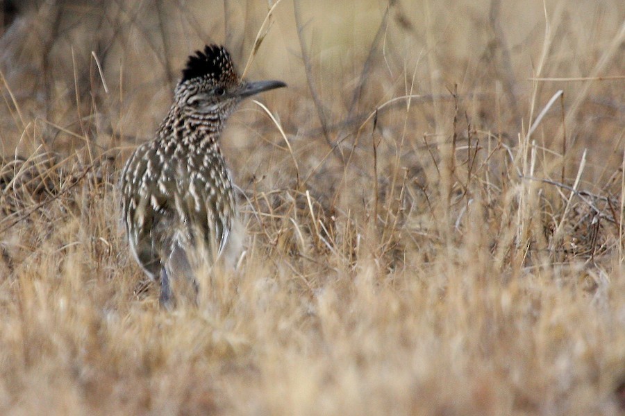 Greater Roadrunner - ML615897613