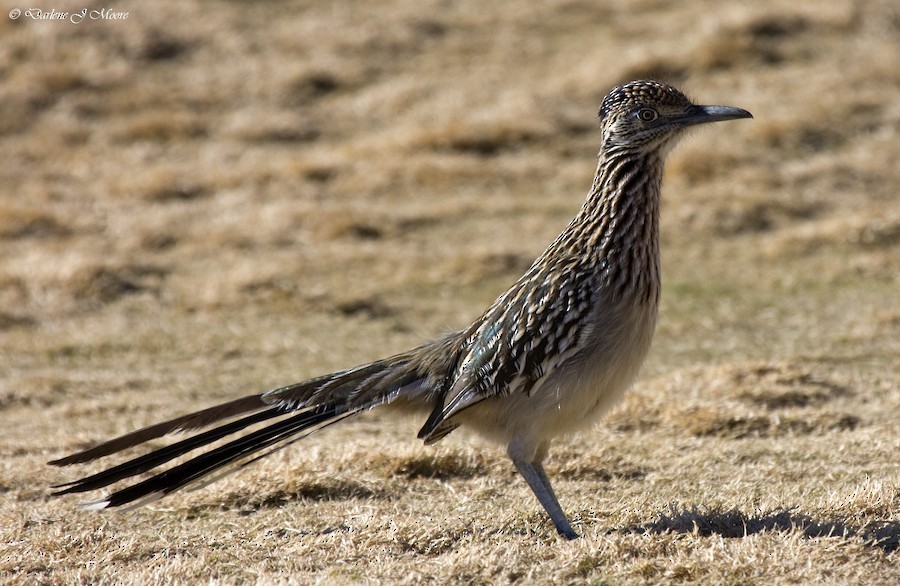 Greater Roadrunner - ML615897614