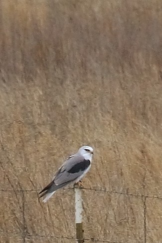 White-tailed Kite - ML615897618