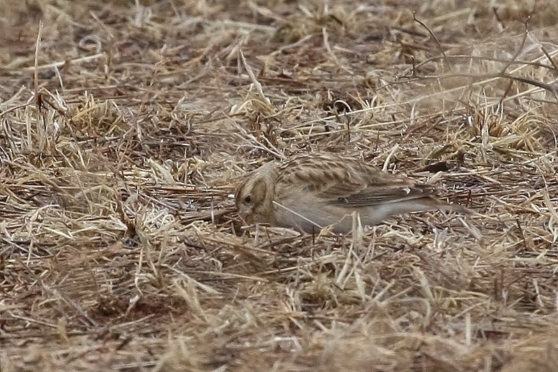 Thick-billed Longspur - ML615897628