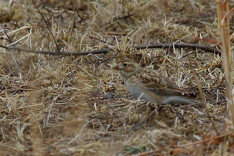 Thick-billed Longspur - ML615897629