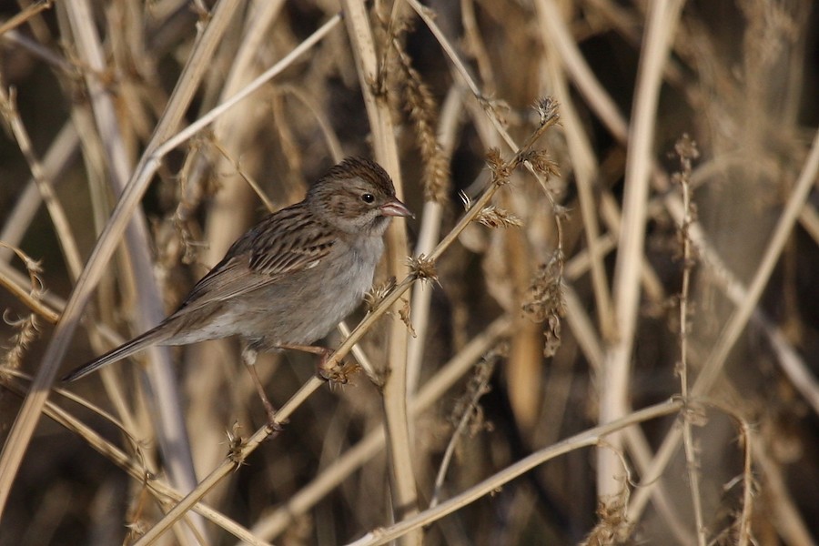 Brewer's Sparrow - ML615897633