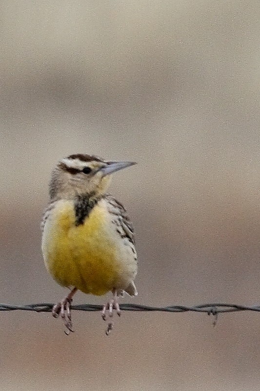 Chihuahuan Meadowlark - ML615897653