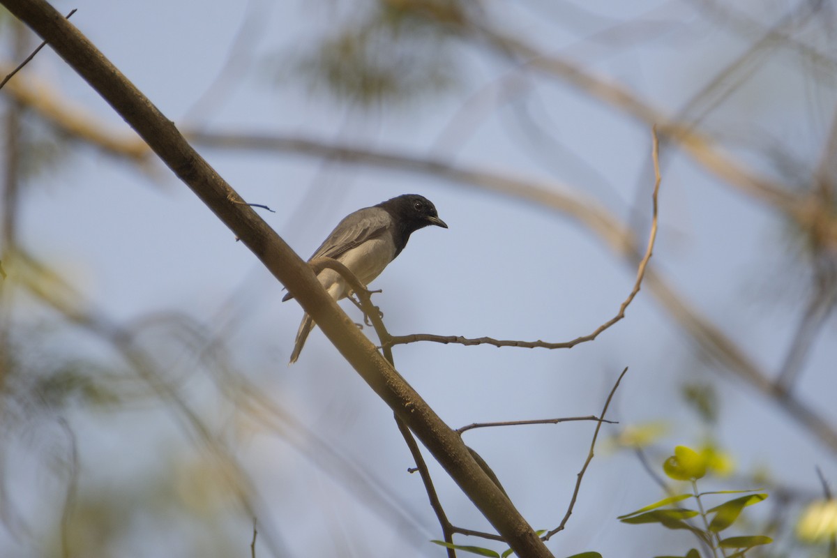 Black-headed Cuckooshrike - Subhankar Choudhuri