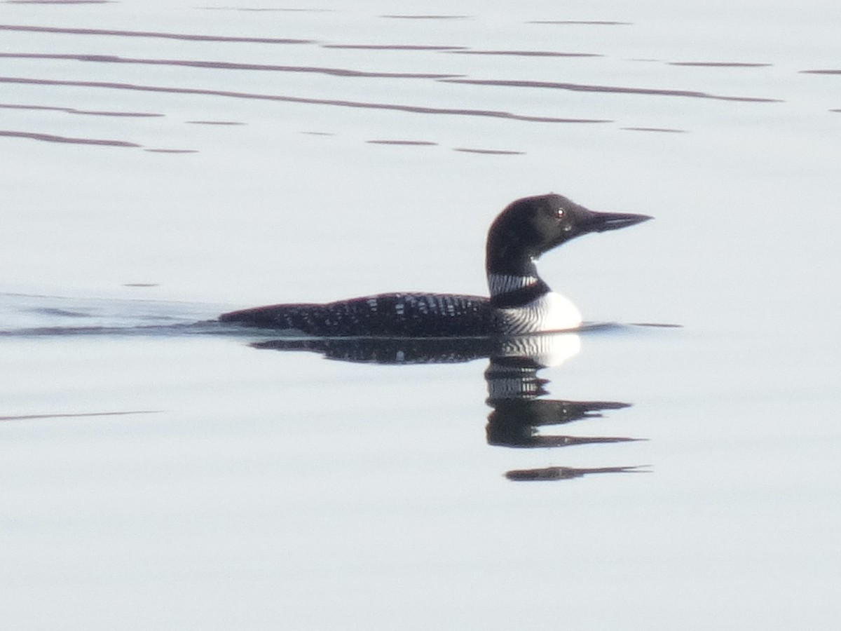 Common Loon - Randy Coons