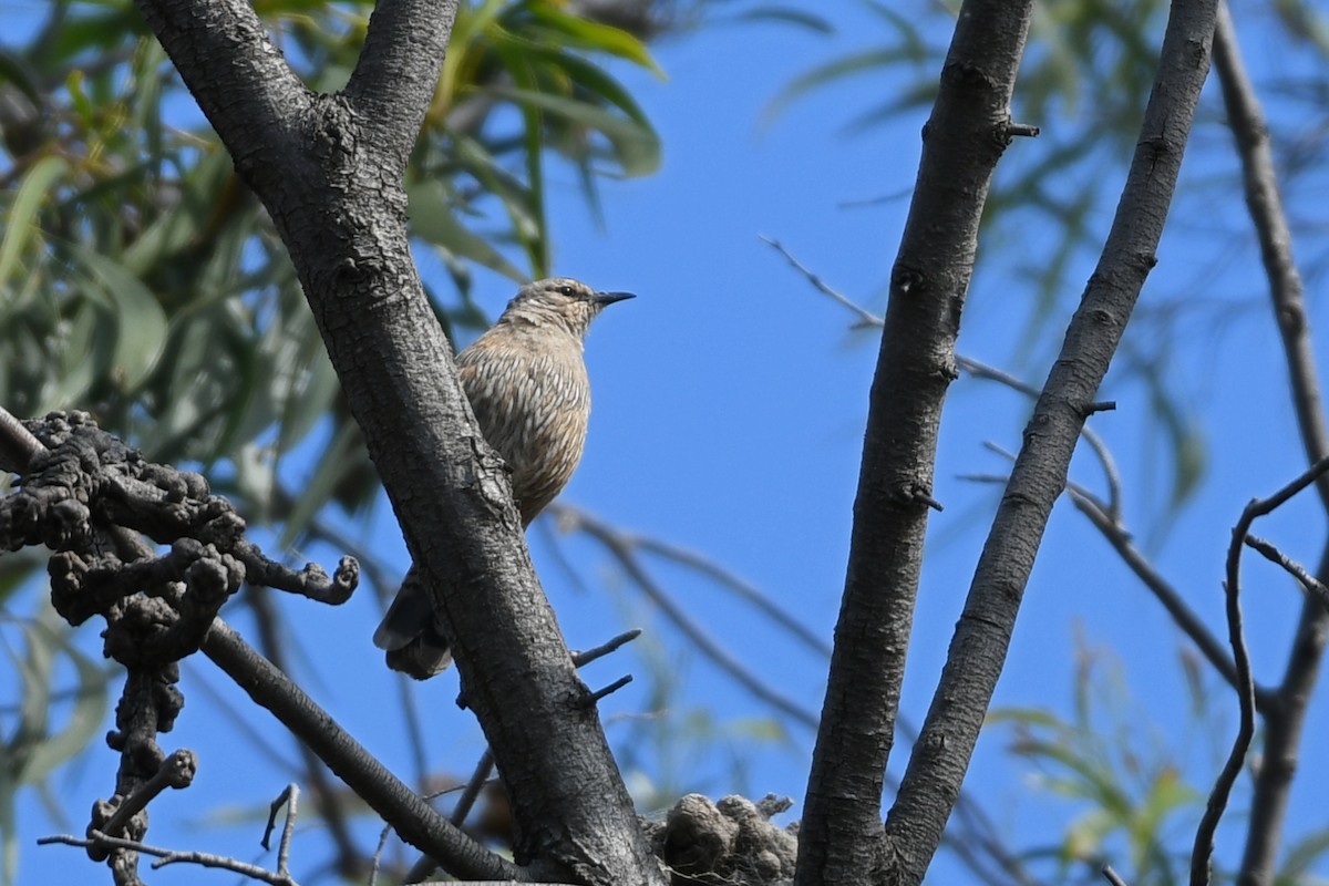 Brown Treecreeper - Terry Rosenmeier