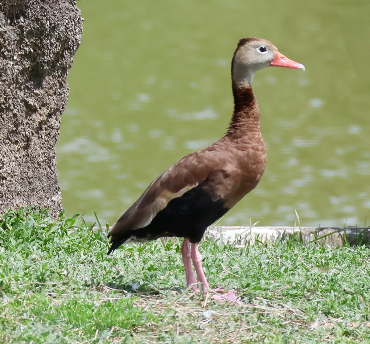 Black-bellied Whistling-Duck - ML615897680